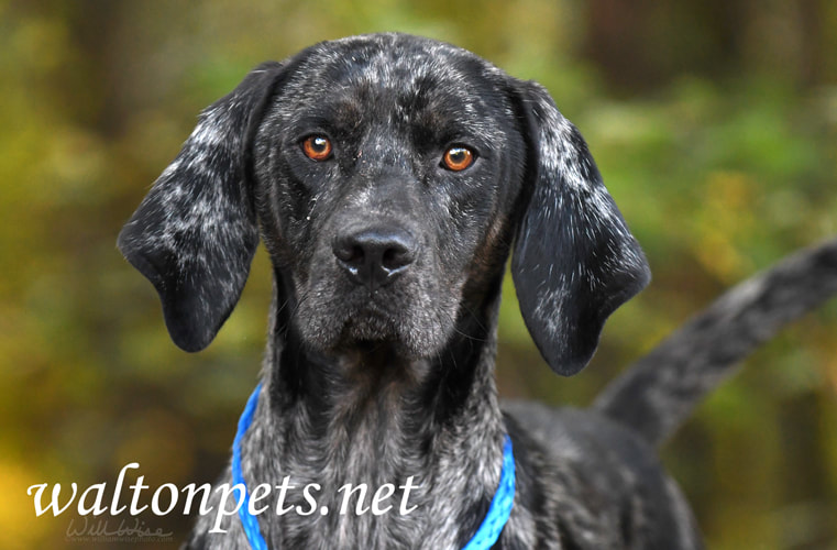 Merle Bluetick Coonhound dog outside on leash Picture