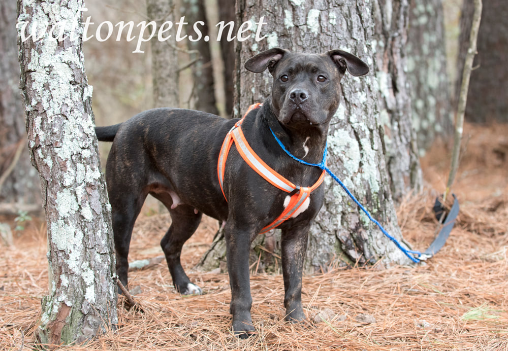 Dark brindle female pitbull wearing orange harness leash Picture