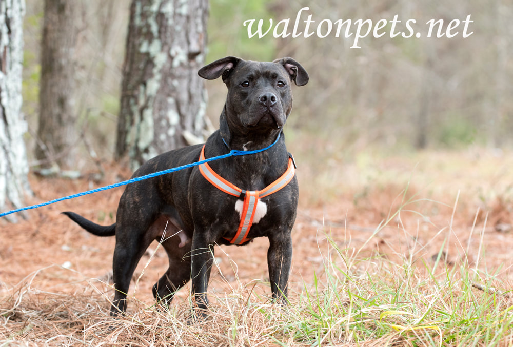 Dark brindle female pitbull wearing orange harness leash Picture