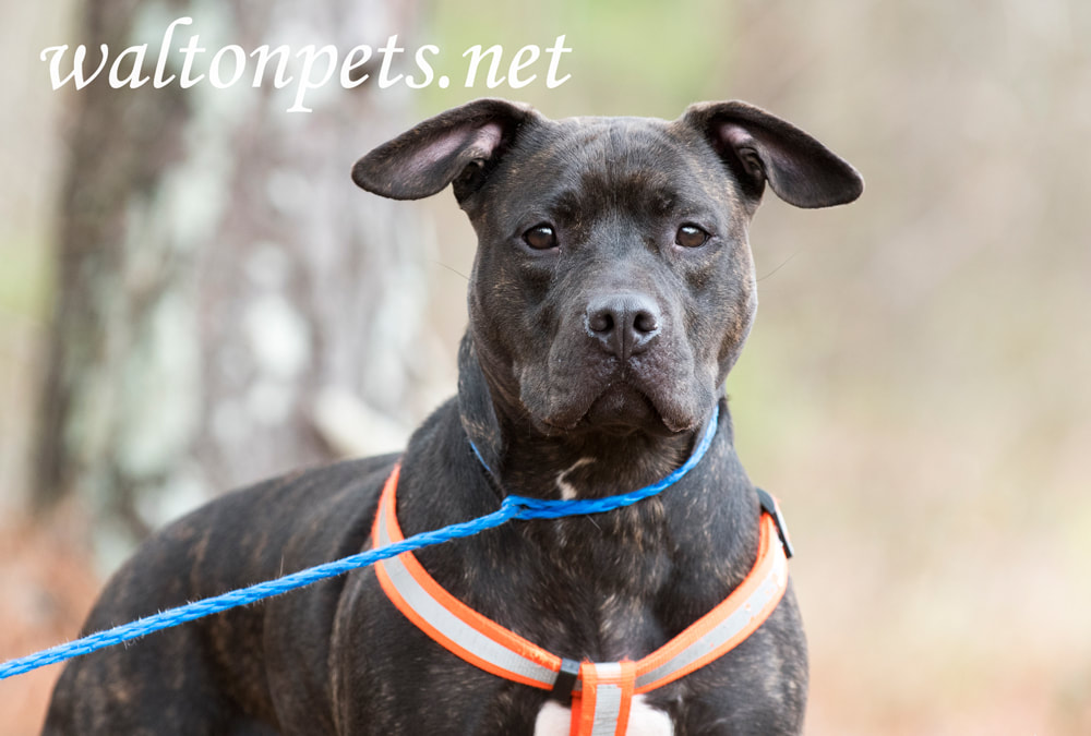 Dark brindle female pitbull wearing orange harness leash Picture