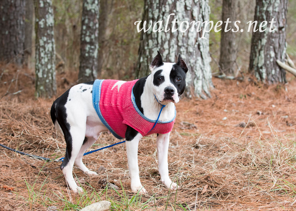 Black and white female pitbull with cropped ears wearing pink doggy sweater Picture