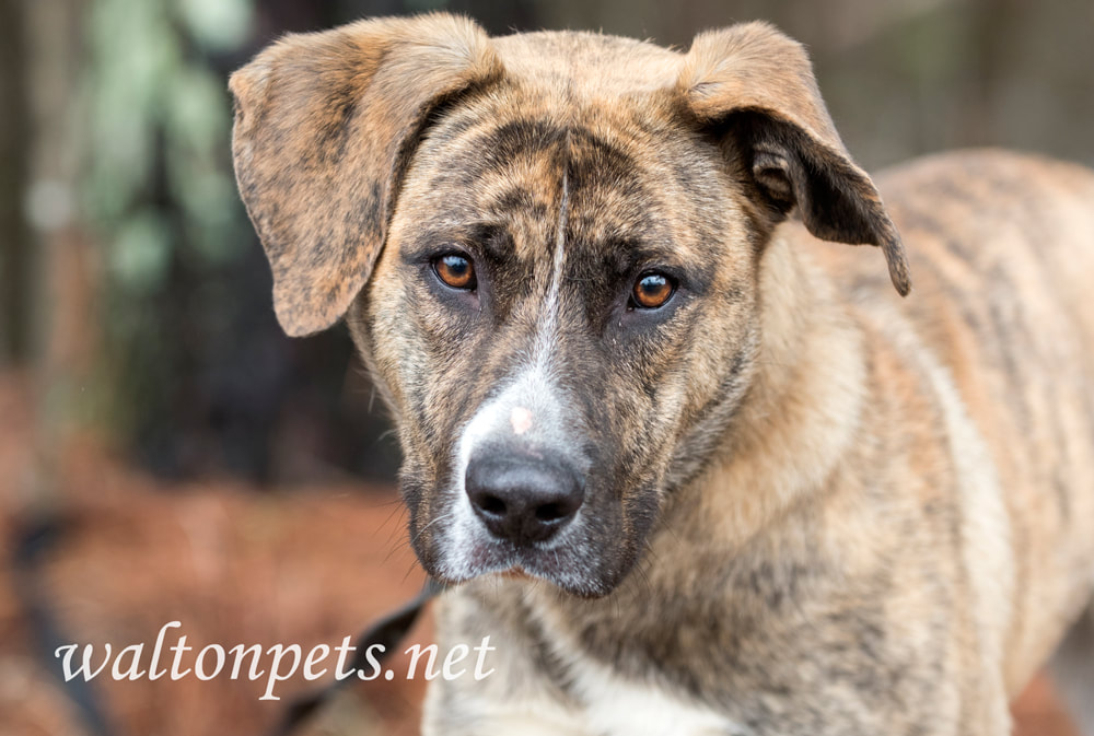 Brindle Anatolian Shepherd and Mastiff mixed breed dog outside on leash Picture