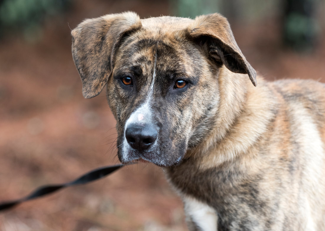 Brindle Anatolian Shepherd and Mastiff mixed breed dog outside on leash Picture