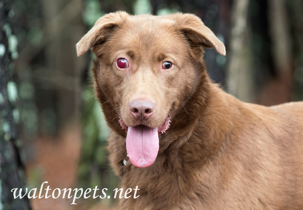 Blind Chocolate Labrador dog with red swollen eye trauma or glaucoma Picture