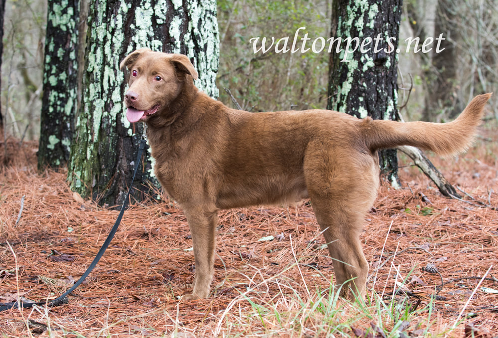 Blind Chocolate Labrador dog with red swollen eye trauma or glaucoma Picture