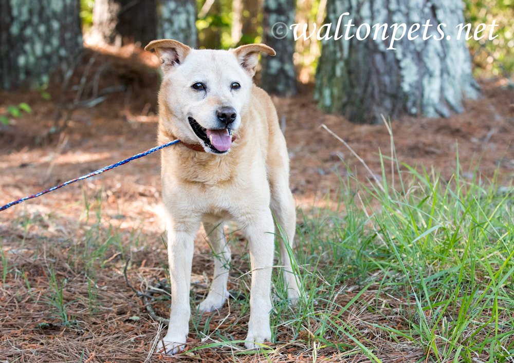 Happy older senior Lab Heeler mix breed dog outside on leash Picture