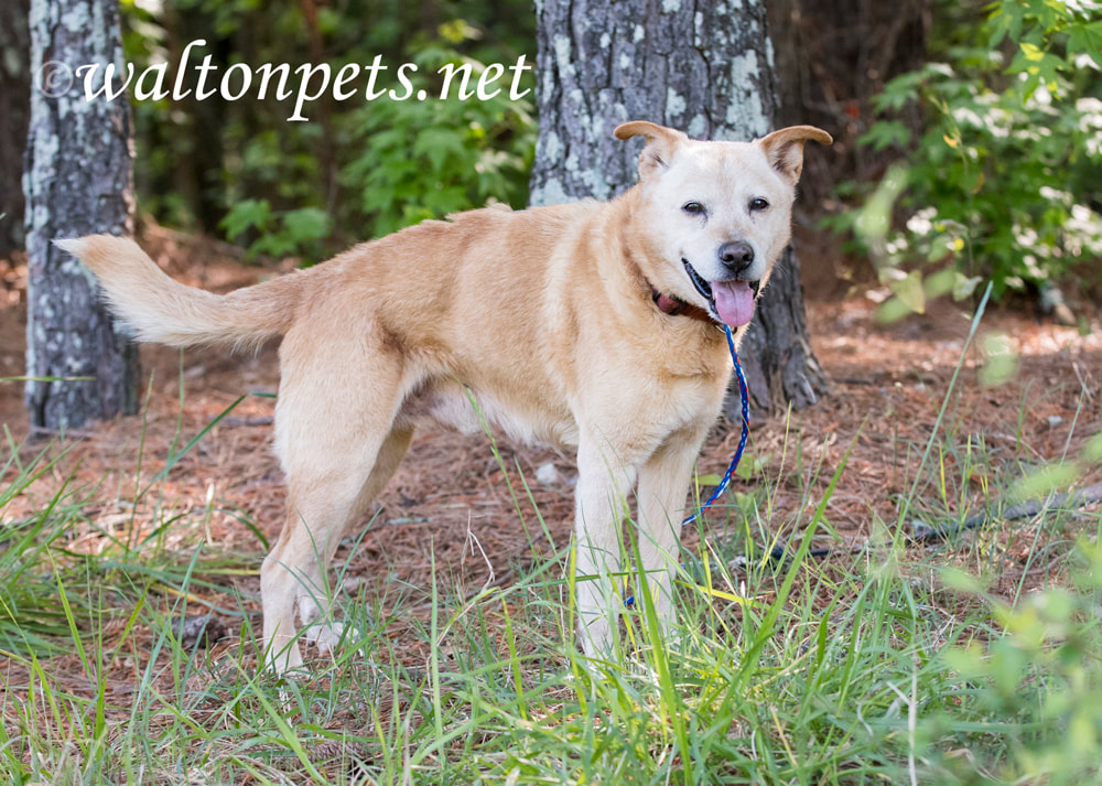 Happy older senior Lab Heeler mix breed dog outside on leash Picture