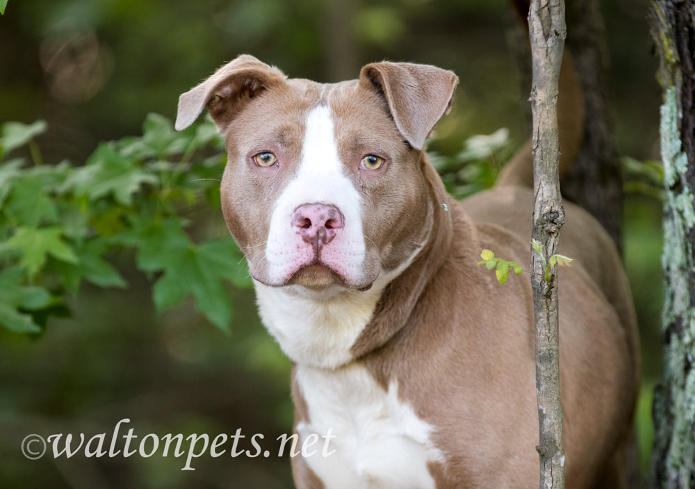 Female chocolate and white American Pitbull Terrier dog outside on leash. Dog rescue pet adoption photography for humane society Picture