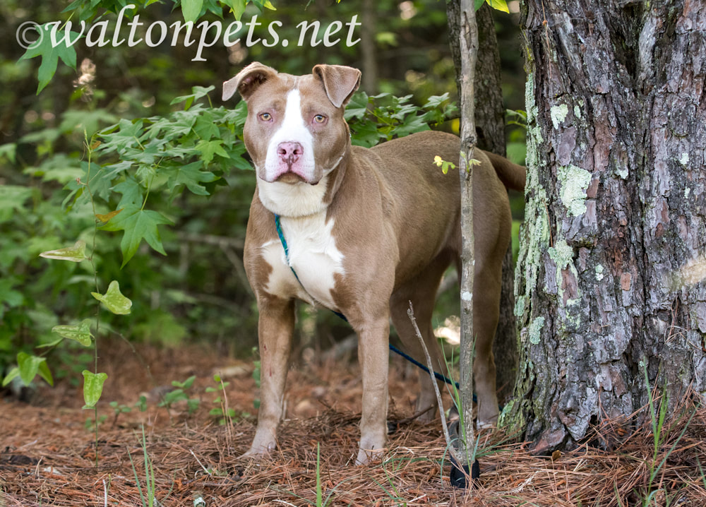 Female chocolate and white American Pitbull Terrier dog outside on leash. Dog rescue pet adoption photography for humane society Picture