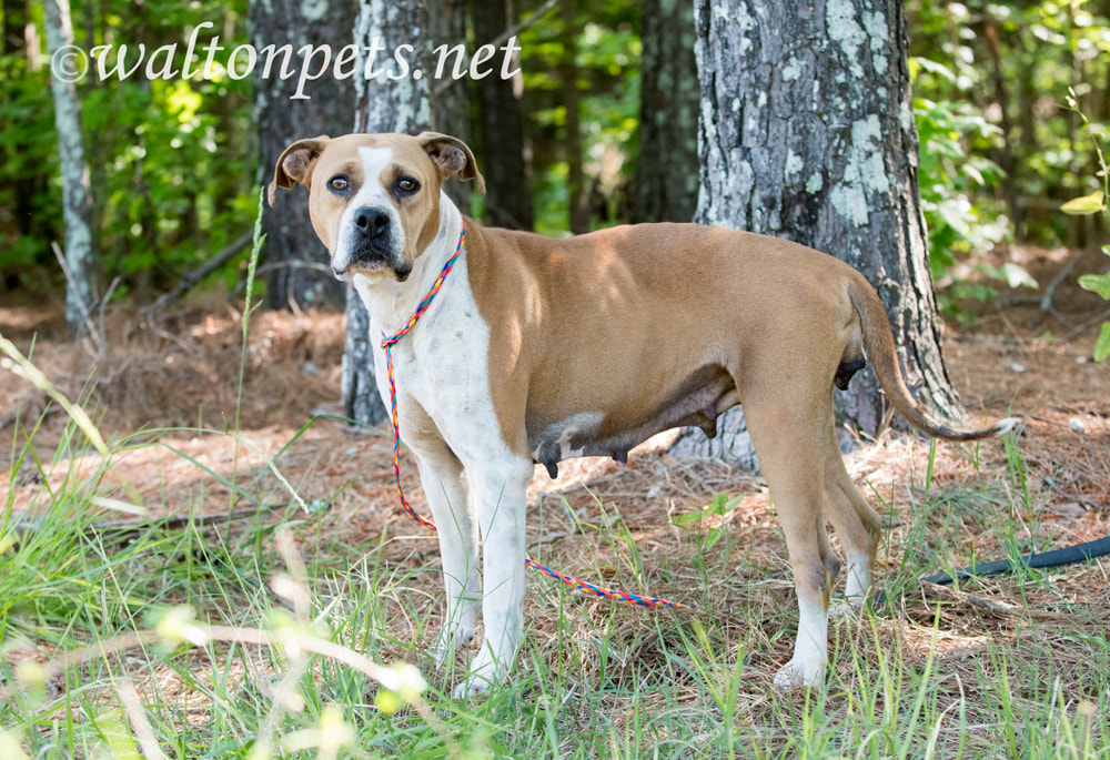 Female tan and white Boxer Bulldog mix dog outside on leash. Dog Rescue pet adoption photo for humane society animal shelter Picture