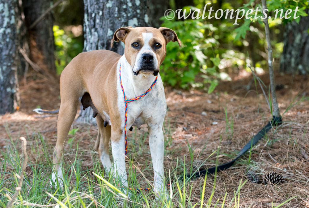 Female tan and white Boxer Bulldog mix dog outside on leash. Dog Rescue pet adoption photo for humane society animal shelter Picture