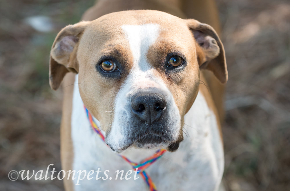 Female tan and white Boxer Bulldog mix dog outside on leash. Dog Rescue pet adoption photo for humane society animal shelter Picture