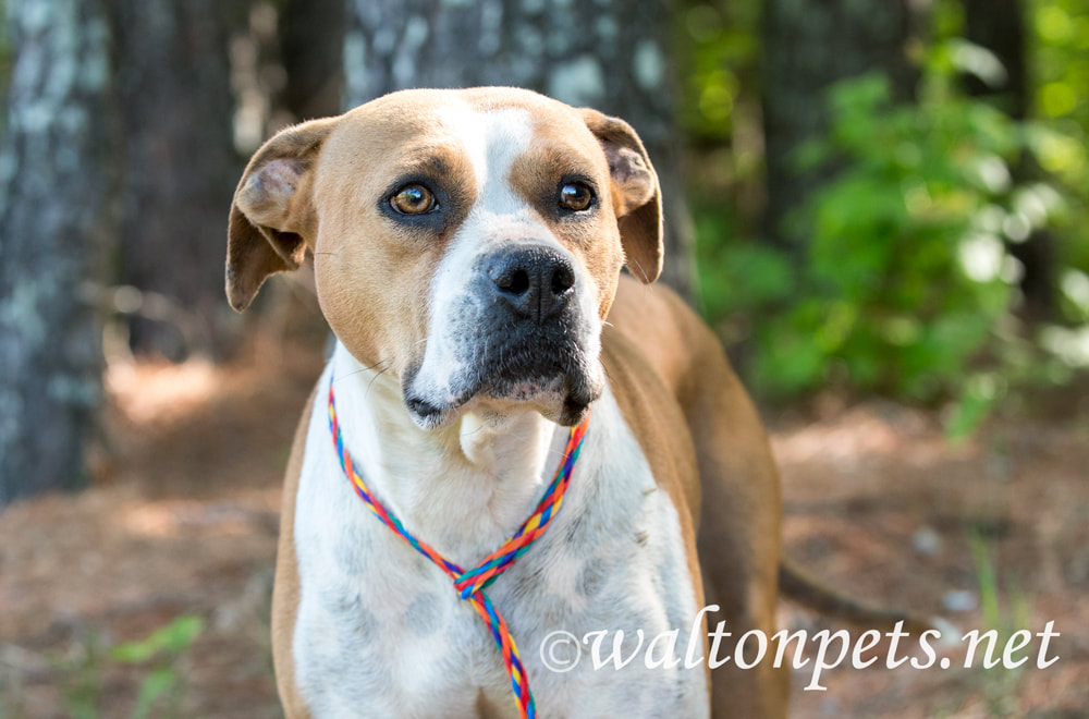 Female tan and white Boxer Bulldog mix dog outside on leash. Dog Rescue pet adoption photo for humane society animal shelter Picture