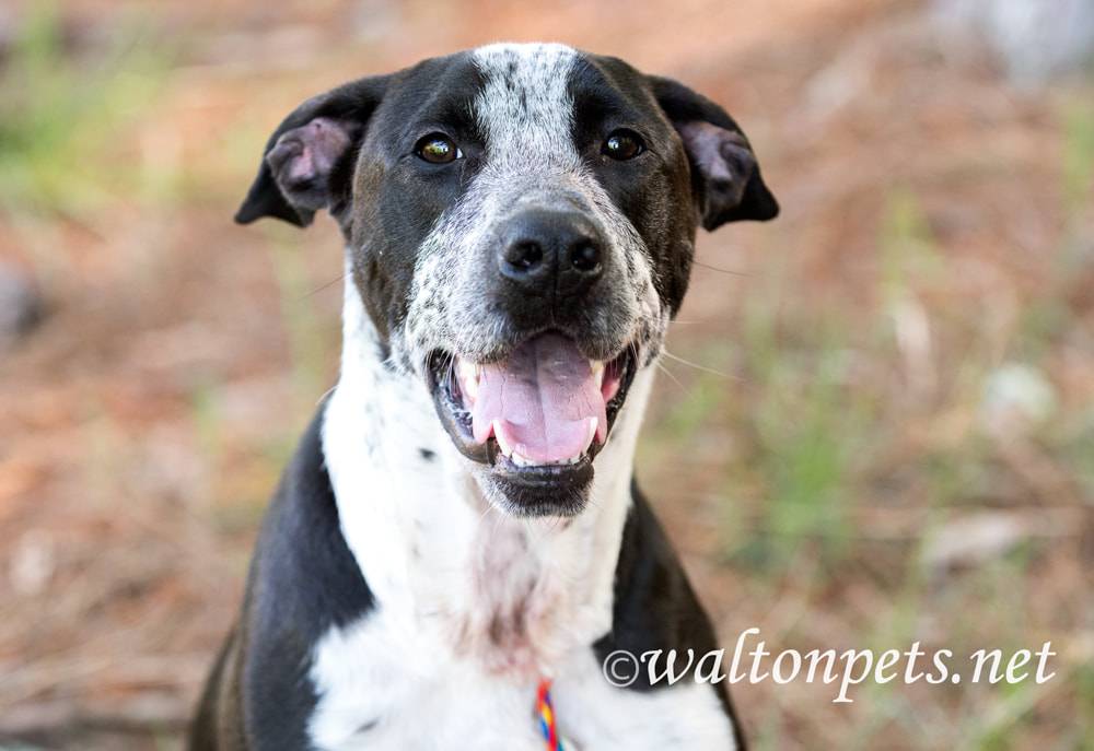 Happy Pointer mix breed dog outside for animal shelter adoption photo Picture