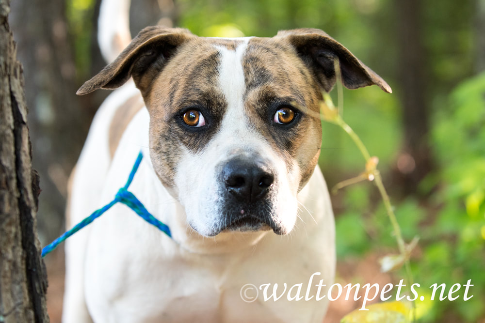 Brindle and white male American Bulldog mix breed dog outside on leash. Animal shelter humane society pet adoption dog rescue Picture