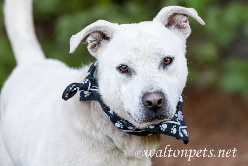 White Lab Husky mix with bandana wagging tail Picture