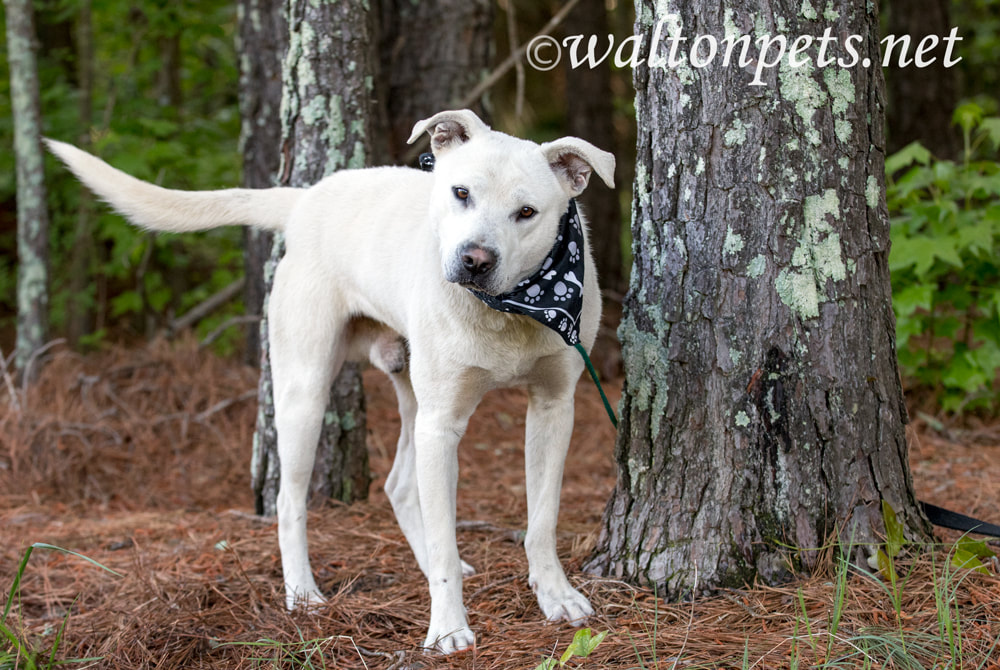 White Lab Husky mix with bandana wagging tail Picture