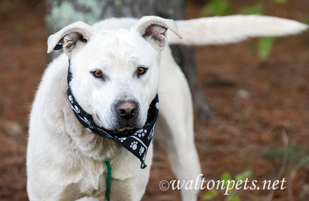 White Lab Husky mix with bandana wagging tail Picture