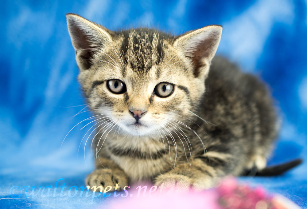 Tabby kitten photo studio pet adoption rescue photography Picture