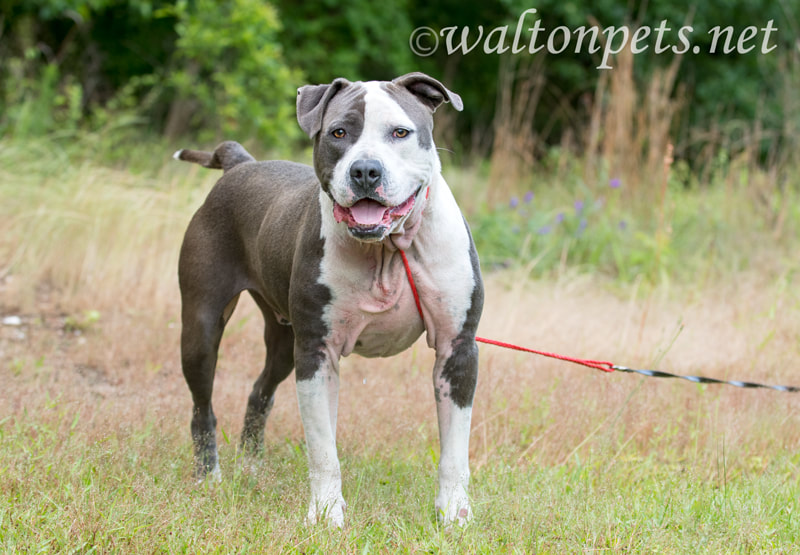 Happy Blue Nose American Pitbull Terrier dog outside on leash Picture