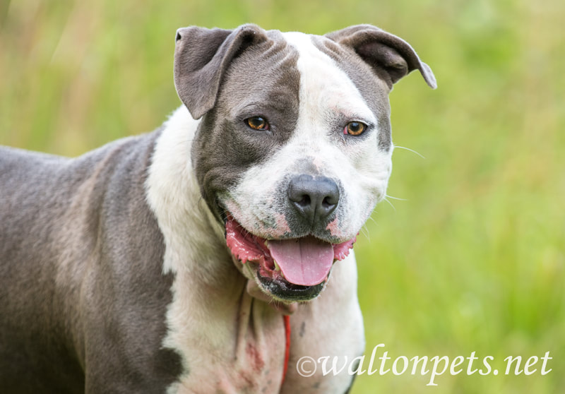 Happy Blue Nose American Pitbull Terrier dog outside on leash Picture