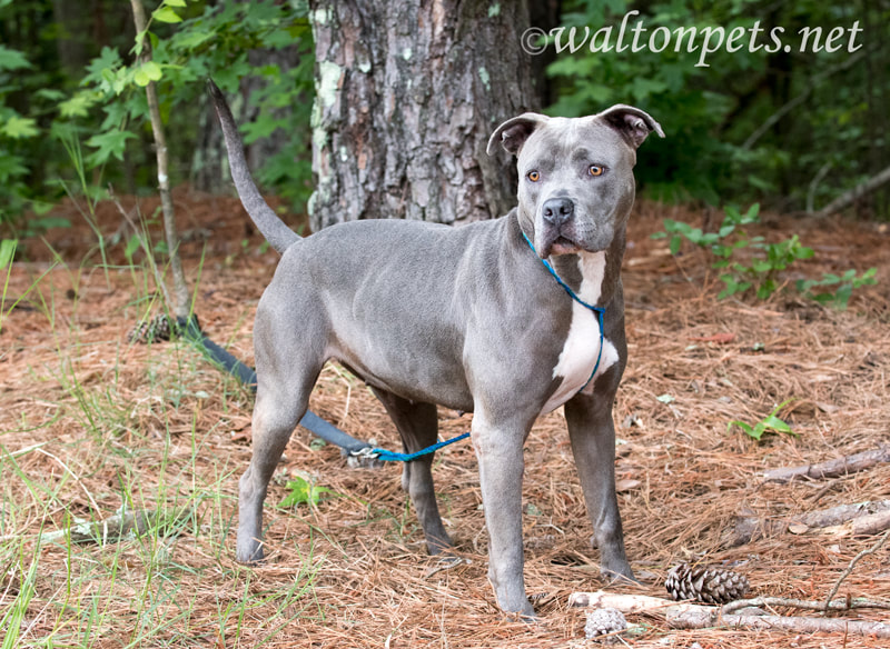 Blue Pitbull Terrier dog outside on leash for pet adoption Picture