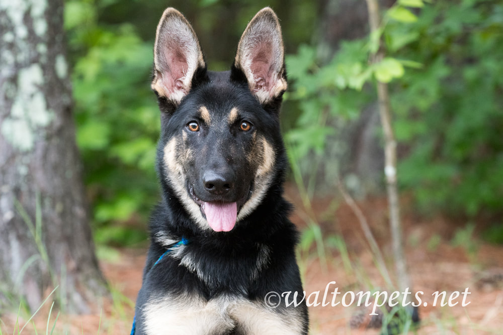 Beautiful young pure breed German Shepherd Dog sitting down Picture