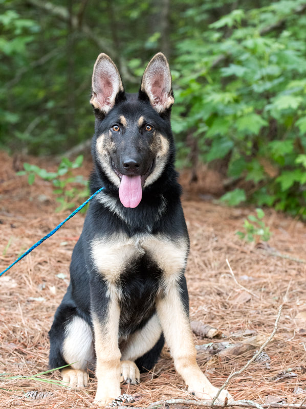 Beautiful young pure breed German Shepherd Dog sitting down Picture