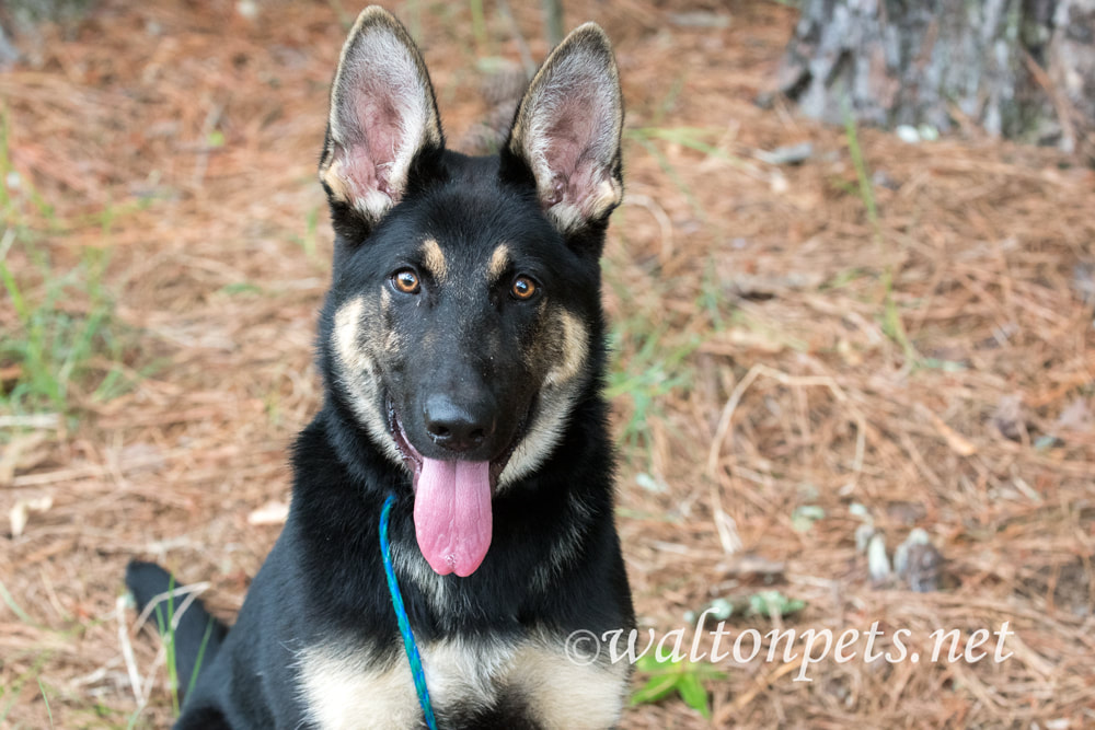 Beautiful young pure breed German Shepherd Dog sitting down Picture