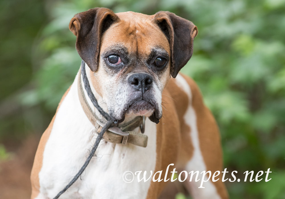 Senior female Boxer dog with cloudy eye cataract pet adoption photo Picture