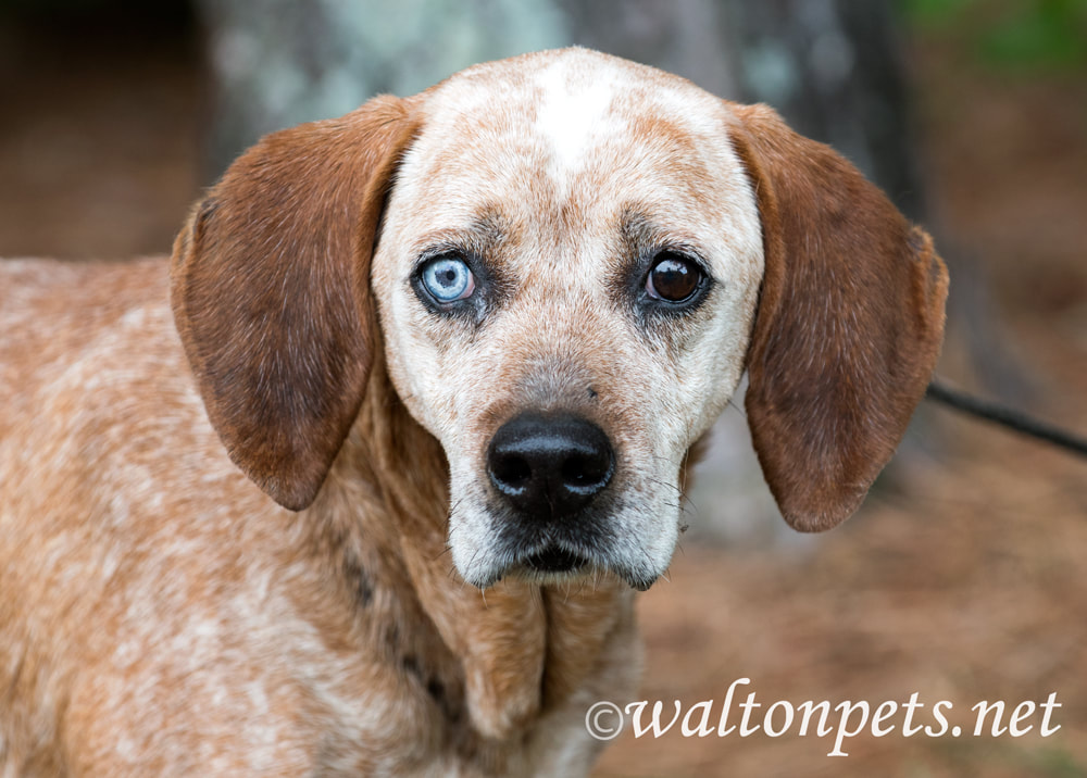 Female Redtick Coonhound with one blue eye and floppy ears outside on leash. Dog rescue pet adoption photography for waltonpets Picture