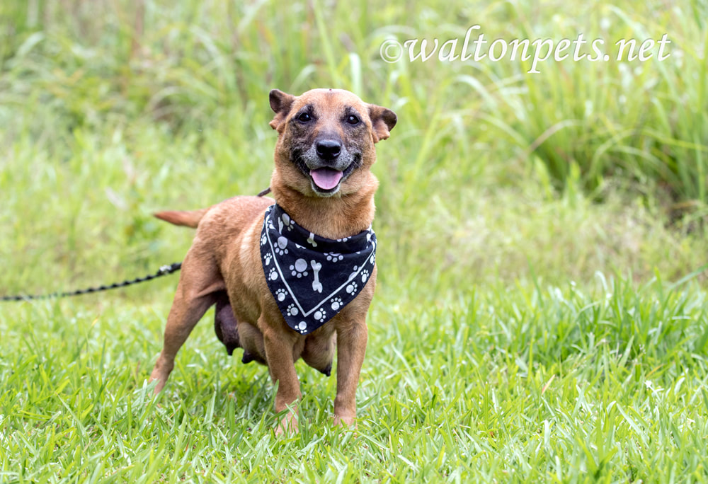 Small mixed breed female dog outside on leash, recently had puppies and has milk Picture