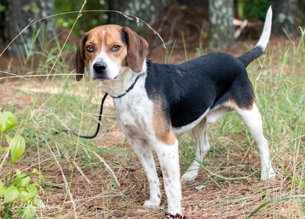 Cute Beagle dog with floppy ears Picture