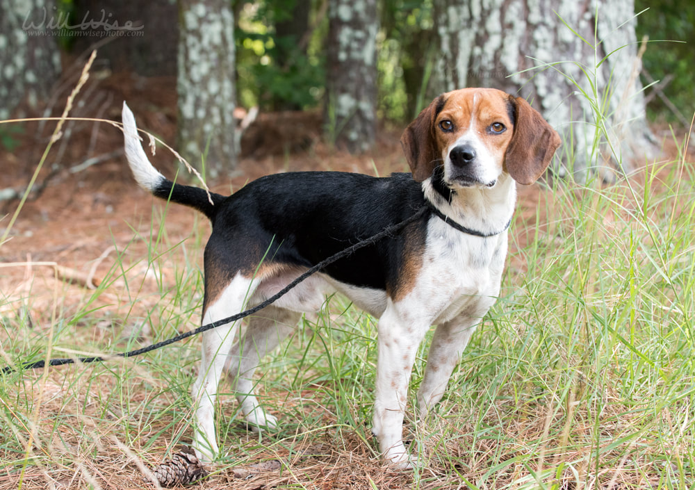 Cute Beagle dog with floppy ears Picture