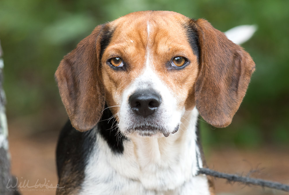 Cute Beagle dog with floppy ears Picture