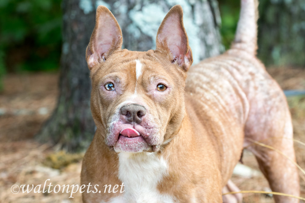 Red female pitbull dog with mange flea allergy skin condition missing hair Picture