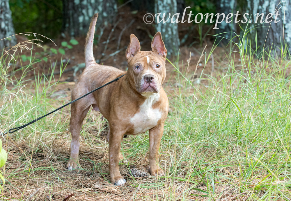 Red female pitbull dog with mange flea allergy skin condition missing hair Picture