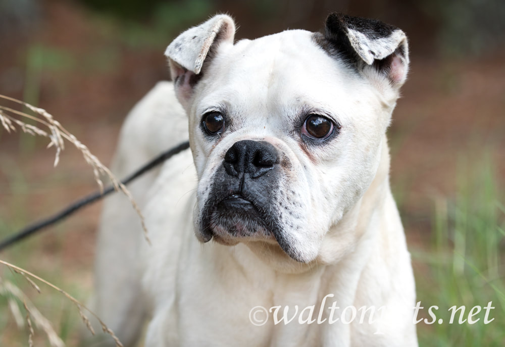 Skinny senior white Boxer Bulldog mixed breed dog Picture