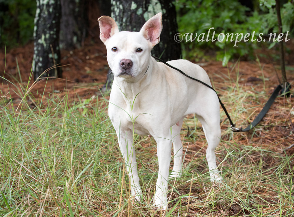 White Pitbull mix dog with pointy ears outside on leash Picture