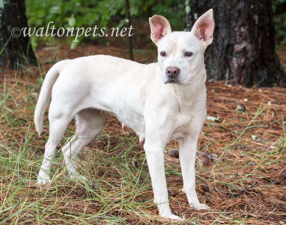 White Pitbull mix dog with pointy ears outside on leash Picture