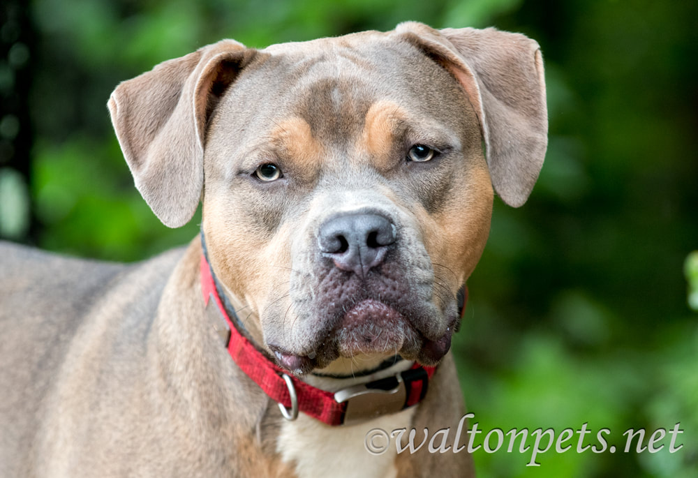 Pitbull and Mastiff mix dog outside with collar and leash Picture