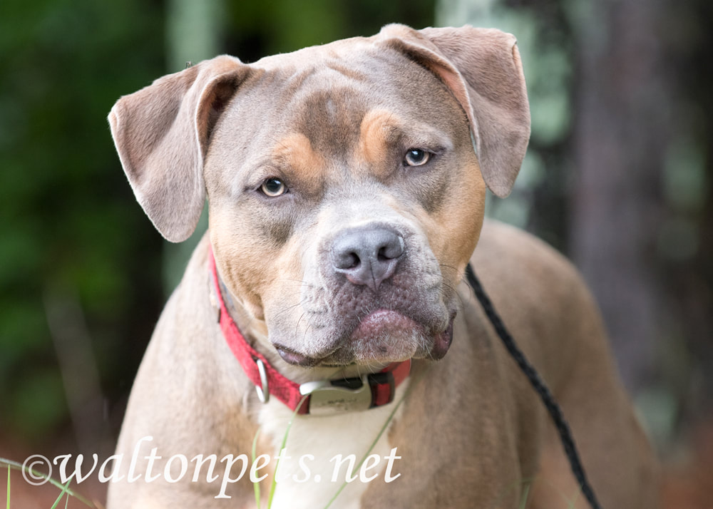 Pitbull and Mastiff mix dog outside with collar and leash Picture