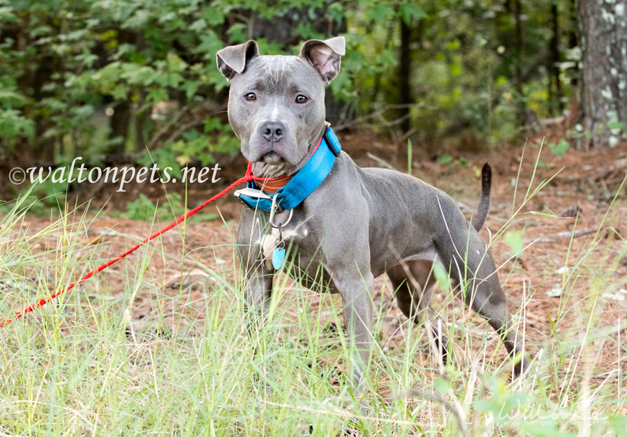 Female blue Pitbull outside on leash with wide blue collar and ID tag Picture