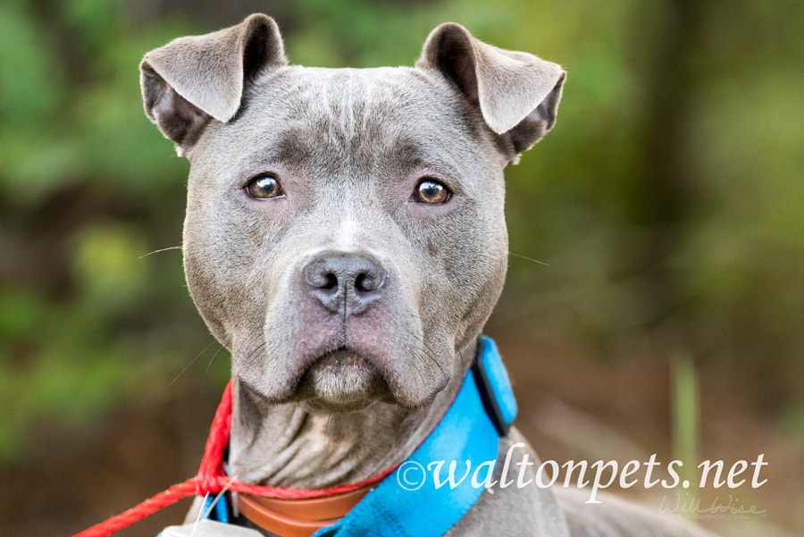 Female blue Pitbull outside on leash with wide blue collar and ID tag Picture