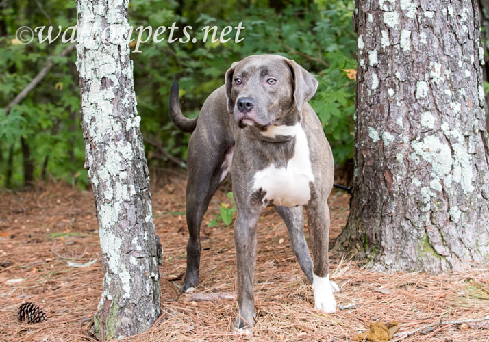 Silver Lab Weimaraner Picture