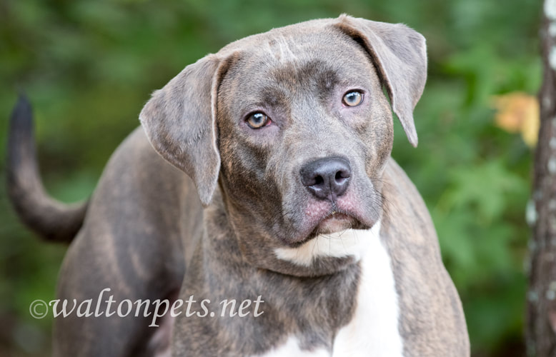 Silver Lab Weimaraner Picture