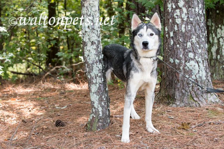 Male Siberian Husky dog with one blue eye Picture