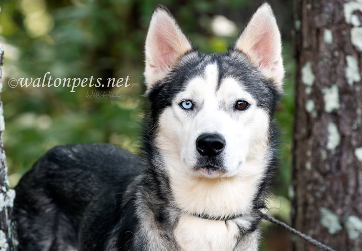 Male Siberian Husky dog with one blue eye Picture