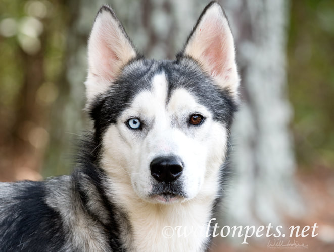 Male Siberian Husky dog with one blue eye Picture