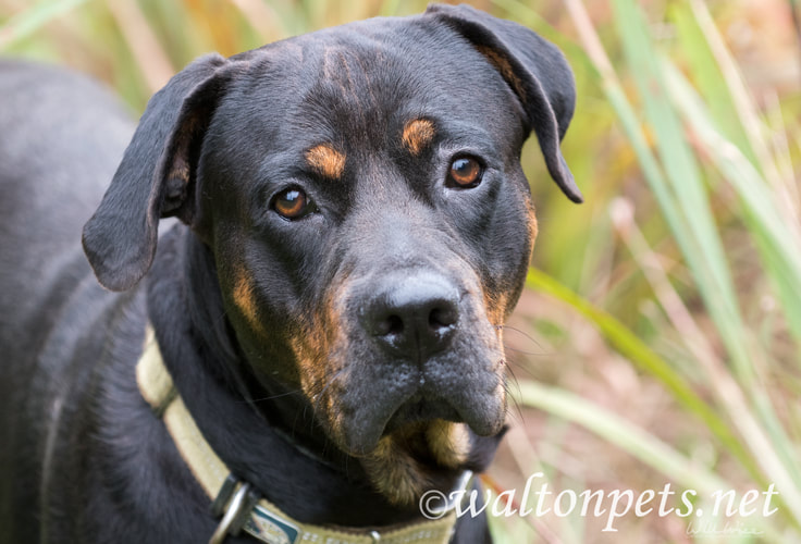 Handsome Rottweiler dog with sad brown eyes Picture